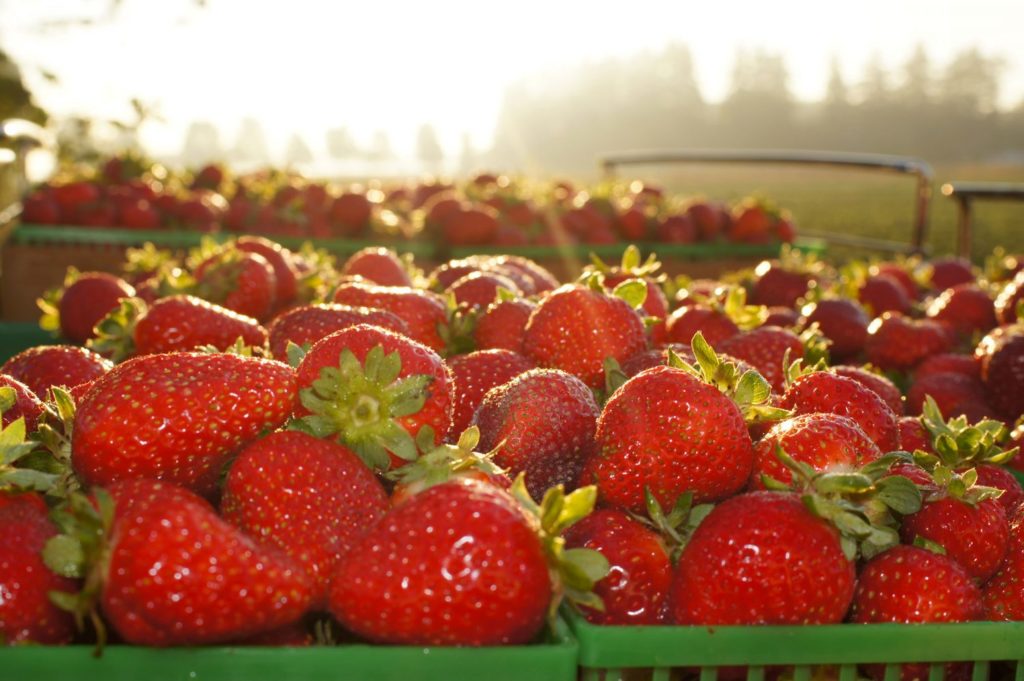 Strawberry Varieties - Heeman's