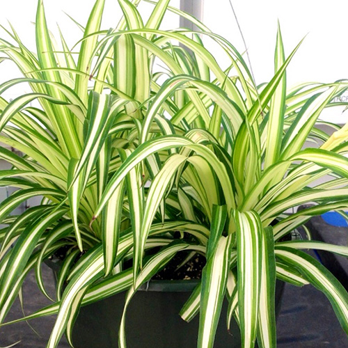 https://www.heeman.ca/app/uploads/2017/03/spider-plant.jpg