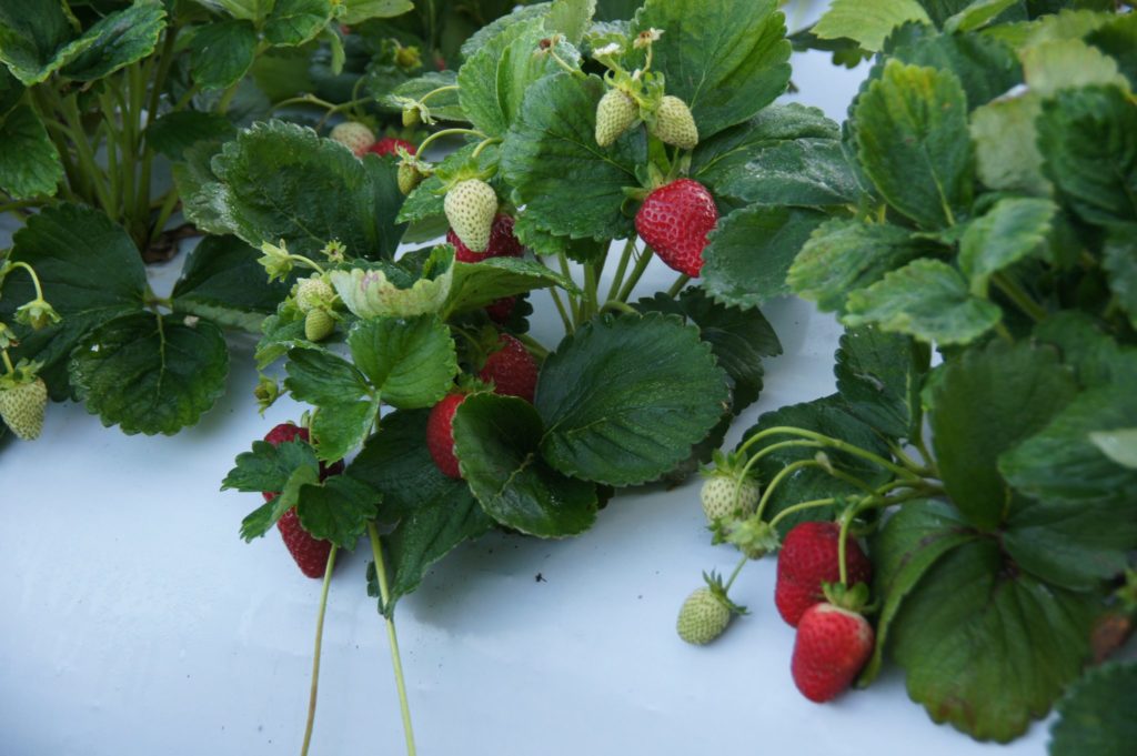 Growing Strawberries: The Definitive Guide (Updated 2022)