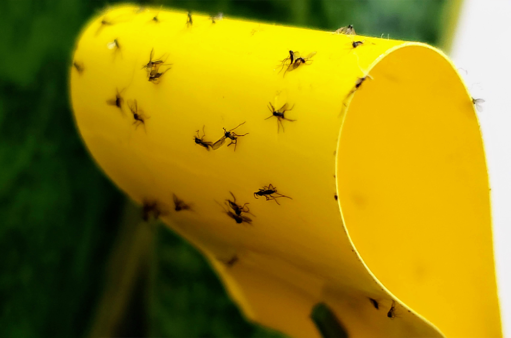 Fungus gnats! How to get rid of fungus gnats in indoor plants