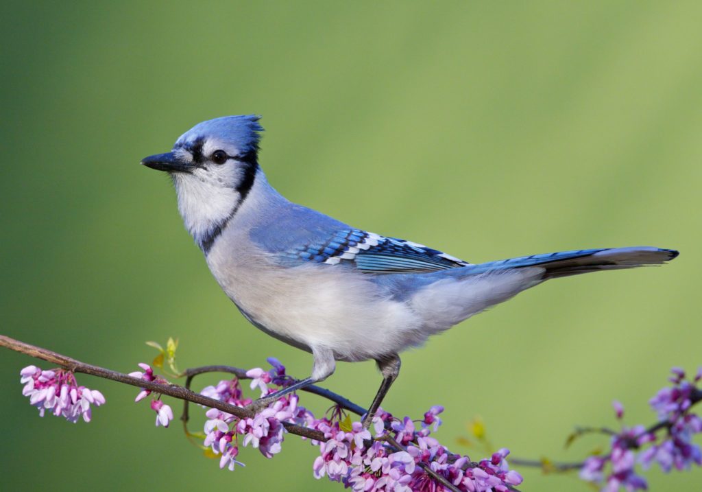 A Blue Jay Visits the Backyard Bird Bath