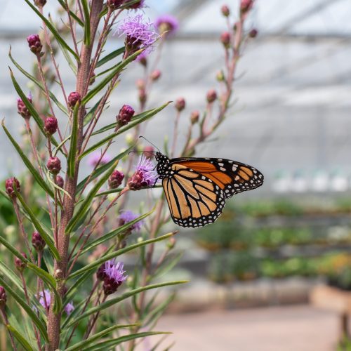 How to Deal with Fungus Gnats on Houseplants - Heeman's